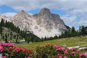 Berg und Blumen